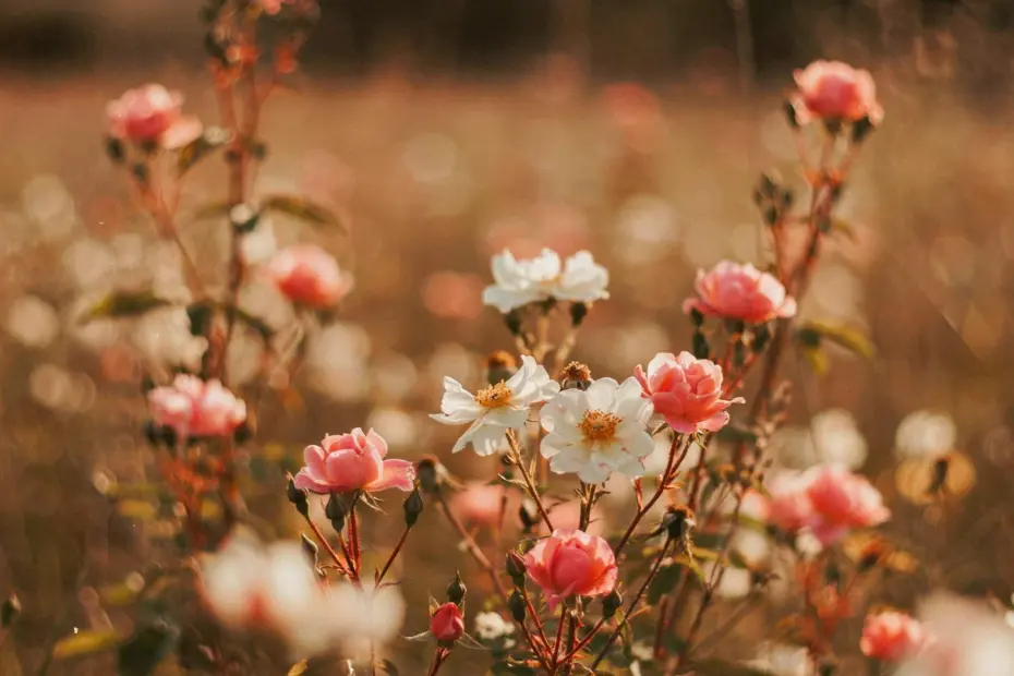 Aesthetic Photo Editing Tips for Dreamy, Soft Photography | Mobile Lightroom Presets