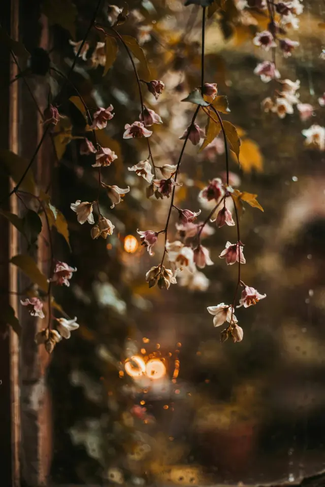 aesthetic photo editing before and after β how to get that soft dreamy look