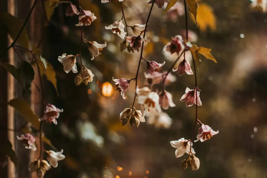 aesthetic photo editing before and after – how to get that soft dreamy look