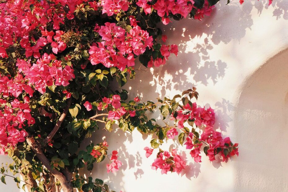 Pink Bougainvillea Wall Photography | How to Edit for Soft Sunset Glow | Alacati Turkey Stone Garden