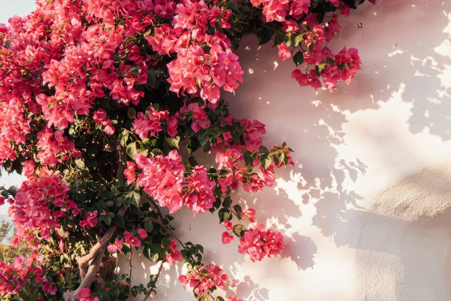 Bougainvillea Photography Tips | Vibrant Pink Flowers on Stone Walls | Alacati Turkey Travel