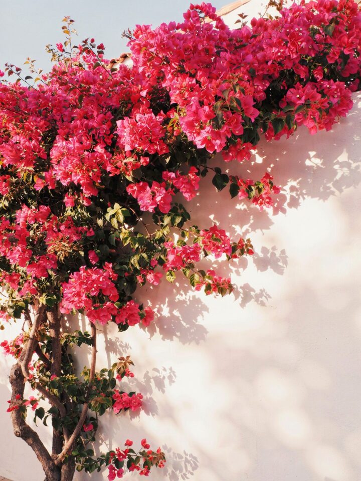 Bougainvillea Photography | Pink Flower Wall at Sunset | Alacati Turkey