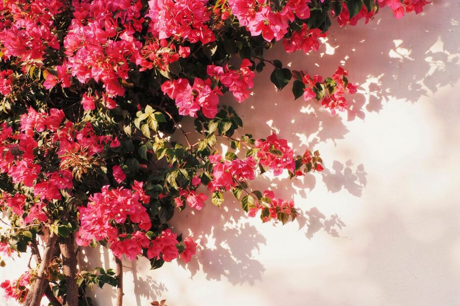 Bougainvillea Photography | Pink Flower Wall at Sunset | Alacati Turkey