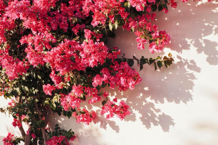 Bougainvillea Wall Photography | Pink Flowers in Alacati, Turkey | Aesthetic Garden Inspiration
